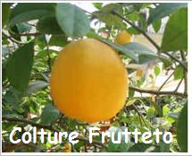 comando-coltivazione-frutteto